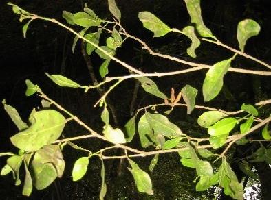LOCAL NAMES Amharic (atesa); English (small fruited teclea); Luganda (mubio) BOTANIC DESCRIPTION is an unarmed evergreen shrub or tree (3-)5-12 m high or much taller in rain forest; bark smooth or