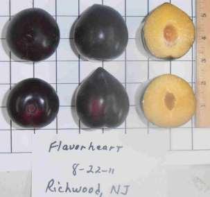 FLAVORHEART PLUOT RIPENING FROM AUGUST 22-
