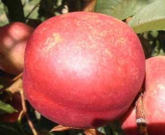 SPICE ZEE NECTAPLUM RIPENING FROM AUGUST 15 TO 22.