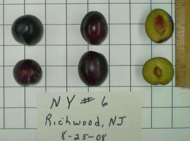 ABOUT EUROPEAN PLUMS OR