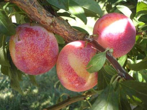 CANDY STRIPE PLUOT RIPENING FROM SEPTEMBER 1-10. YELLOW-FLESHED, FREESTONE.