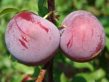 PLUMS FROM USDA IN BYRON OF INTEREST BECAUSE THEY ARE COMPLEX INTERSPECIFIC HYBRIDS
