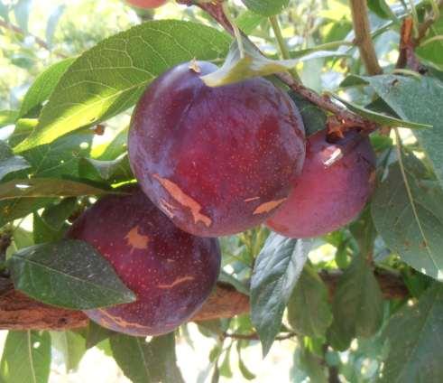 Cherry Plum (Prunus avium x Prunus salicina) x Plum (Prunus salicina) Have not tested them in New Jersey.