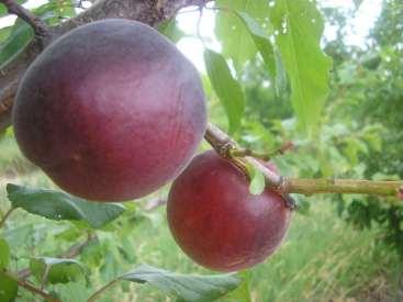 SPRING SATIN PLUMCOT RIPENING FROM JULY 5-10.