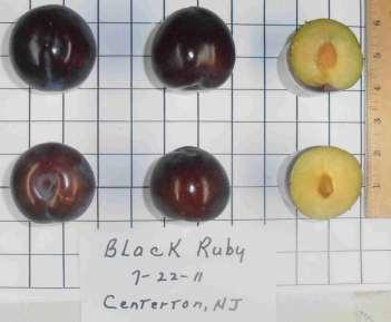 BLACK RUBY USDA- BY4OP EARLY JULY 14-20 MEDIUM VIGOROUS TREE