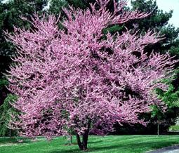 Eastern redbud Cercis canadensis HEIGHT: 20-30 SPREAD: 20-35 FALL COLORS: Golden yellow FLOWERS: April- May, very showy, pea like, pink to lavender, ½ inch