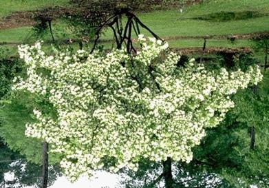 Chinese fringe tree Chionanthus retusus HEIGHT: 15-20 SPREAD: 20-25 GROWTH RATE: slow FALL COLORS: yellow FLOWERS: May June, pure white fragrant,