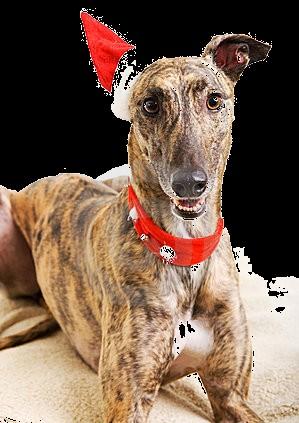Christmas@The Races Racing every Wednesday night at the Dogs!