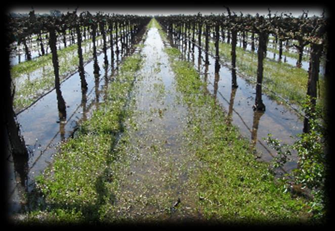 CONTEXT & CHALLENGES Grapevine production & Climate change In the Mediterranean zone; Water stress is considered to be the most important factor limiting grapevine