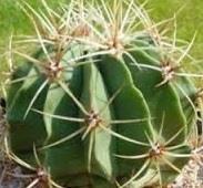 Ferocactus hystrix Door prize Origin: Mexico (central) Min temp: protect from frost in colder areas Usually solitary