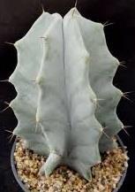 Stenocereus pruinosus Free plant Origin: Mexico (Oaxaca, Puebla, Veracruz Min