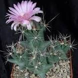 Coryphantha macromeris Raffle plant Origin: USA (SW Texas, New Mexico); Mexico (Chihuahua, Coahuila, Durango, Zacatecas) Min temp: to 14 deg F Has deep, massive
