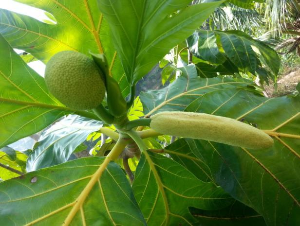 Breadfruit Artocarpus altilis Common names Sukun, sa-ke, buen pan, masapan, kamansi, Pana, Friyapen, Seema Chakka, Banbukeyo, Uto, Yaca, Lemai, Rimas.