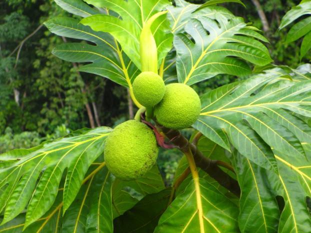 The tree, native to the Malay Peninsula and western Pacific Islands, is extensively cultivated in tropical and subtropical region.