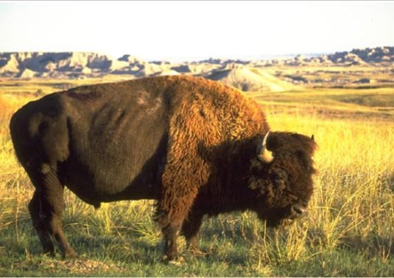buffalo Donor: Buffalo View Ranch Value: $750 A