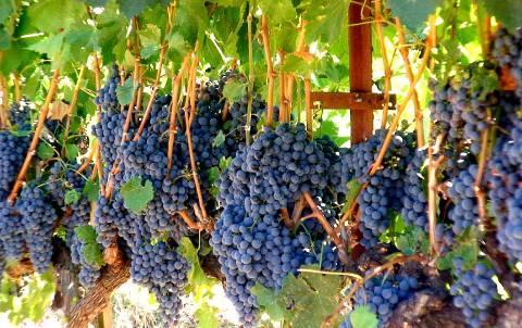 WINE #5 ROAD 13 FIFTH ELEMENT Region: Okanagan Valley, BC, CANADA Grapes:
