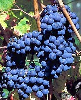WINE #8 BRANCAIA IL BLU 2007 Region: Tuscany, ITALY Grapes: