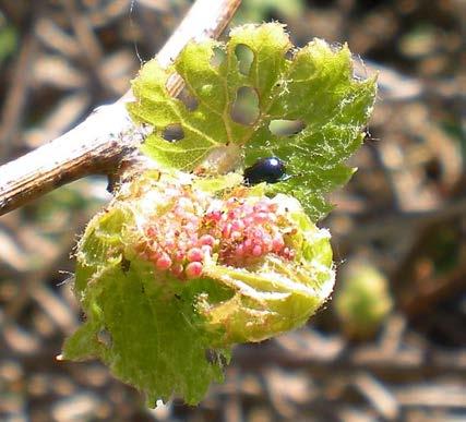 Wild grapes were also under attack by the flea beetles.