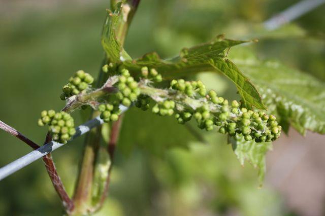 Development of wine grapes in the grape variety trials at the