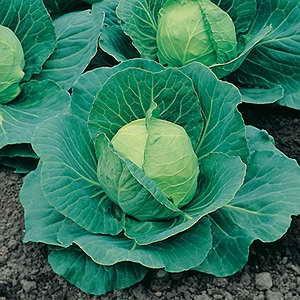 Product Name: Cabbage Specification Cabbage HS Code: 07049000 Cabbage has a round shape and is composed of superimposed leaf layers.