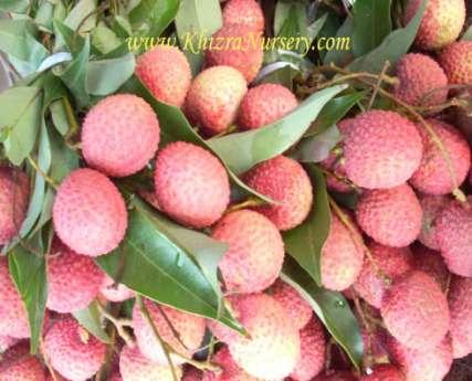 MARKETING PROFILE OF LITCHI IN SOUTH AFRICA INTERNATIONAL LITCHI SYMPOSIUM, SOUTH AFRICA