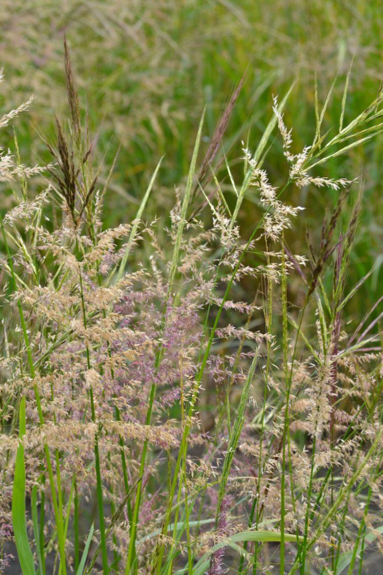 Native Plants that Attract Waterfowl Native Plants that Attract Waterfowl Wild Rice (Zizania palustris) Fall $3.40 /lb Spring $4.00 /lb Prices are for wild rice seed picked up at our warehouse.