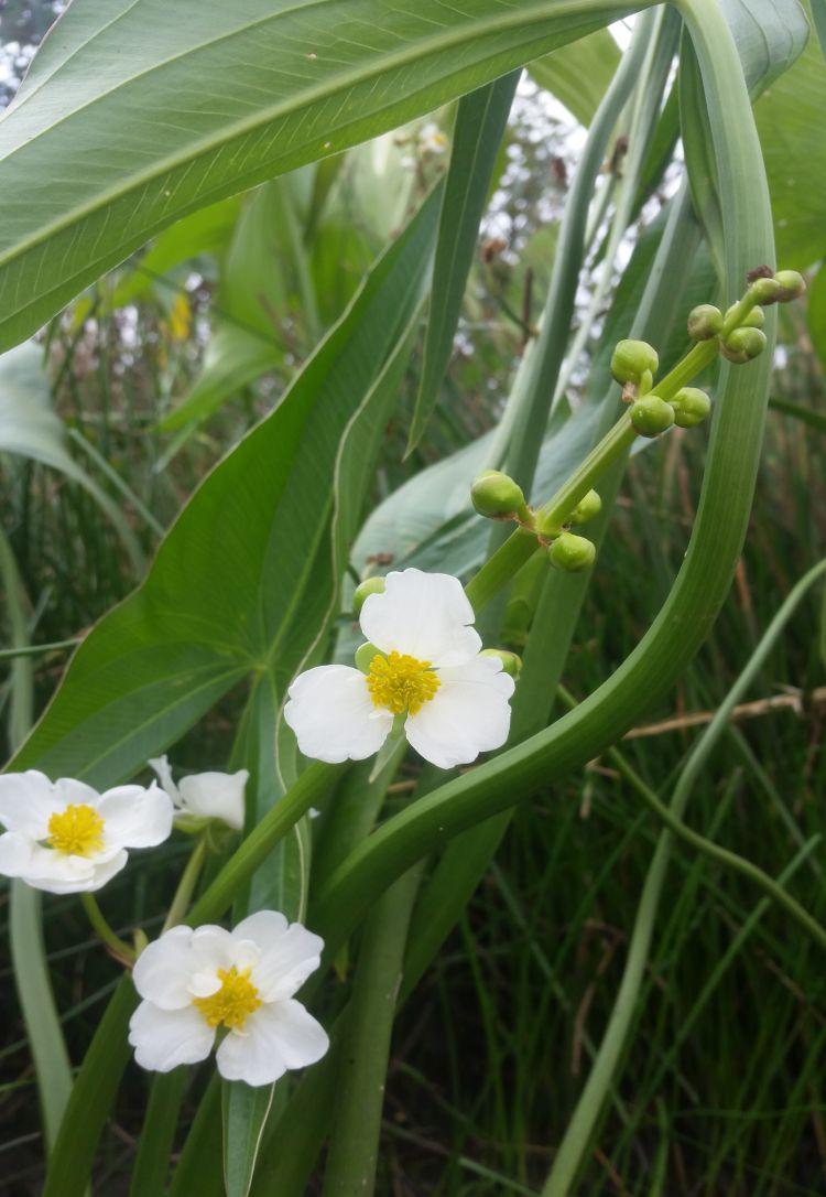 It readily reseeds itself. It can mature in permanently flooded ponds or seasonal wetlands, provided there is water into July. Plant 50-100 lbs/acre. Water Plantain (Alisma subcordatum) $17.