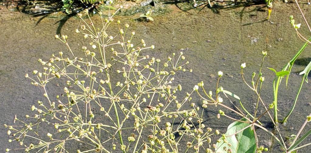 Seed requires 60 days of cold. Plant 15 lbs/acre. Pennsylvania Smartweed (Polygonum pensylvanicum) $15.00 /lb Wapato or Arrowhead (Sagittaria latifolia) $97.