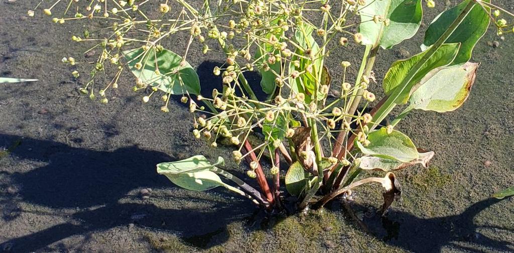 It grows in a few inches of water and thrives in areas where water recedes in late spring.