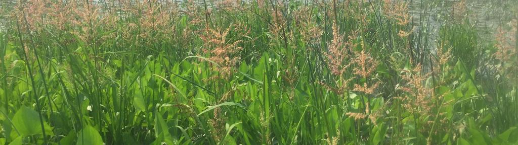 In the first picture below, you can see the layering affect of the different species starting with wild millet and smartweed on the