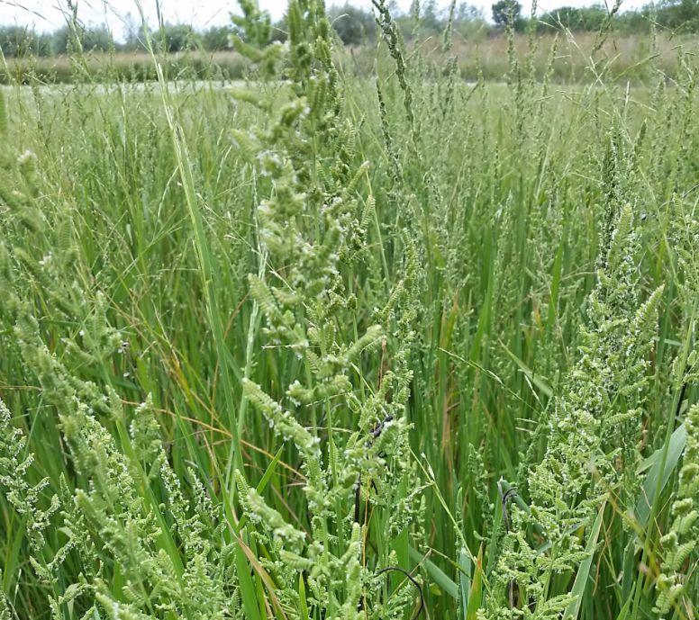 Plant at a rate of 100 lbs/acre. #14 Native Shallow Water Mix 60% Western Mannagrass / 30% Water Plantain / 5% Wapato / 5% Bur-reed $1.