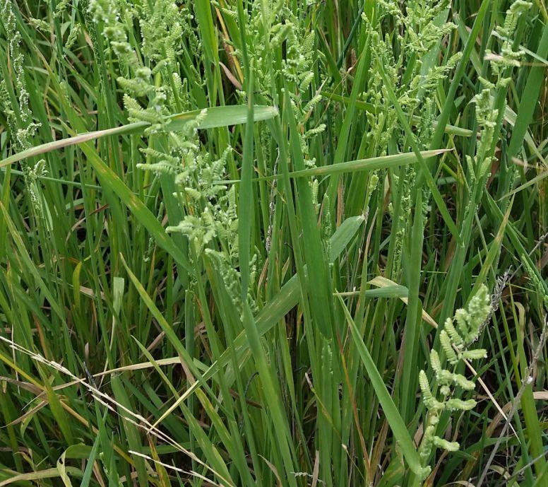 50 /lb Beckmannia syzigachne, commonly known as American Sloughgrass, is a native wetland bunchgrass that grows well in winter ponded, wetland and riparian areas.