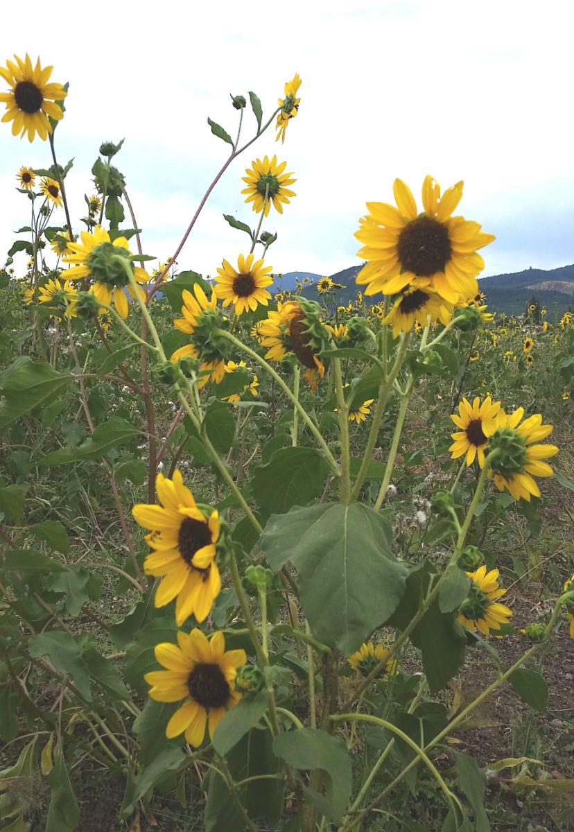 Other Plants to Attract Wildlife Wet Prairie Sunflower (Helianthus annuus) $29.50 /lb Waterfowl & Upland Bird Attracters Grow on dry ground.