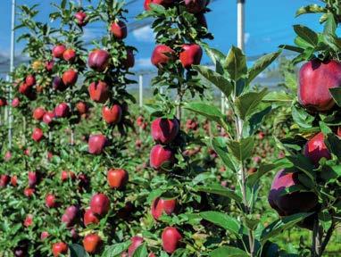 M9- T337, mediumstrong vigour Production: good and regular crop, fruit thinning