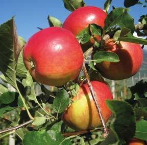 Particularities: apple scab resistant, powdery mildew tolerant, suitable