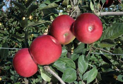 Red Jonaprince Select Our trees, your fruit Proved quality Depending upon