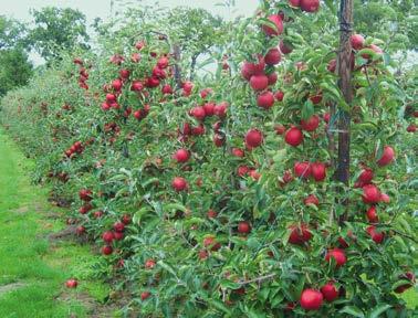 Red Jonaprince Description: apple with intensive red coloration Colour: