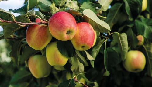 good and regular, necessity of good fruit thinning Harvest period: +5 days