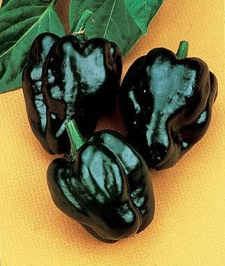 Poblano Loads of mildly pungent, 4" heart-shaped fruits that ripen from dark green to deep red. Called Ancho when dried, Poblano when fresh.