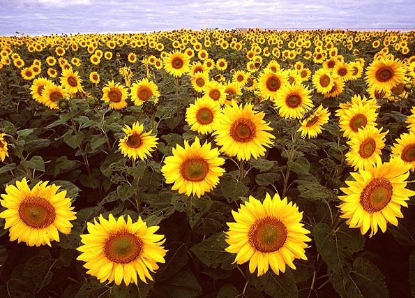 2 2004 U.S. SUNFLOWER CROP QUALITY REPORT TABLE OF CONTENTS About the 2004 Report................................... 2 2004 Acreage, Production................................. 3 NuSun Oil.