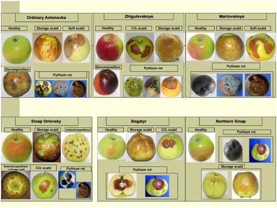 The System For Storing Industrial Apple Varieties In The Central Chernozem Region (Russia) loss of hardness (all studied varieties after prolonged storage, in the conditions of delivery to the