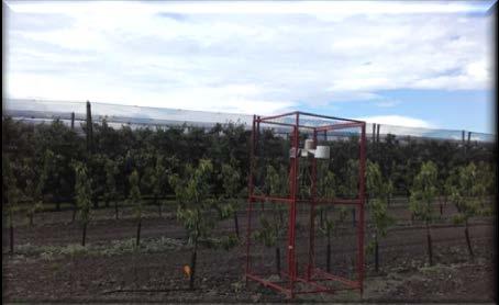 2. Materials and Methods The research was conducted within the PSS Sombor The Extension Service Sombor, in the trial orchard, that was grown in April 2012, on an area of 1 ha.