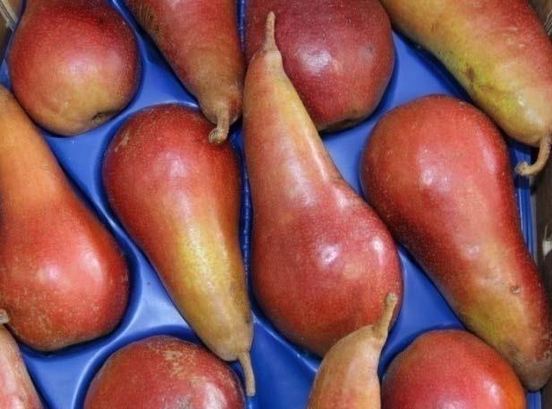 Lucy Red TM PE4UNIBO* Fruit shape: similar to Abate Fétel (long-necked shape) Fruit Overcolor