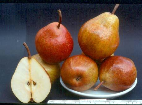 (1765) Pear