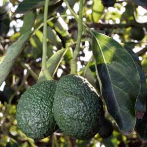 Mexico is the largest producer of avocados in the world Producing around 1,040,390 metric tons a year The