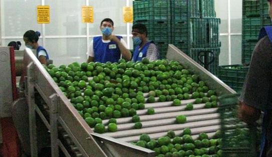 The limes are washed, disinfected and then receive an application of a