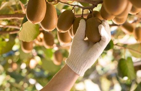 B. Industry Context Challenges & Risks While our future is positive, growers should assess the business of growing and exporting kiwifruit from New Zealand as being relatively high risk and should