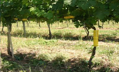 Specific field surveys were performed in two Latium vineyards of Trebbiano Toscano and Cabernet Sauvignon