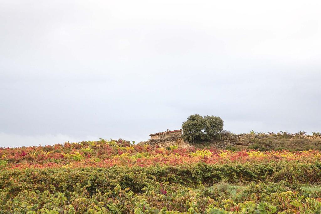 THE VINEYARD: HEART OF THE PROJECT Gómez Cruzado wines begin in a traditional landscape: the small old vineyards in the most representative areas of Rioja Alta and Alavesa, where great wines strongly