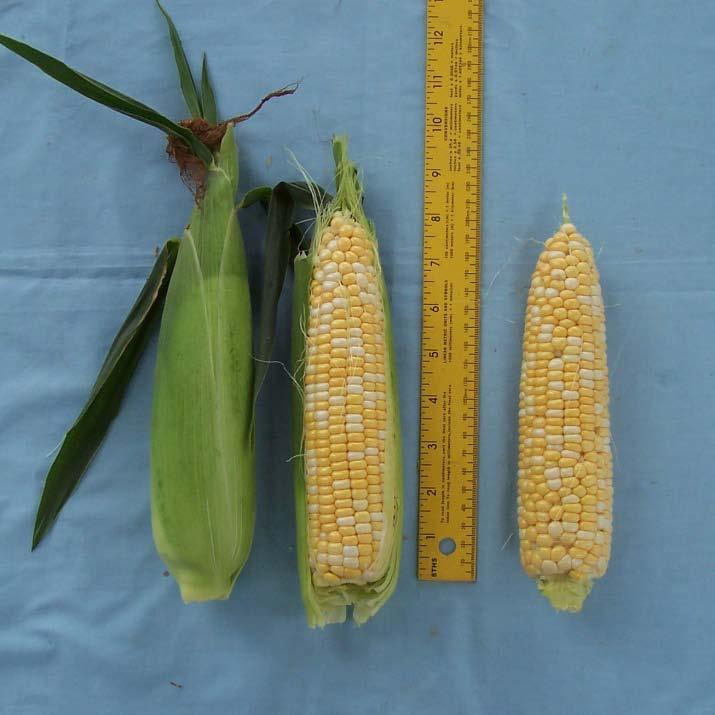 Bicolor Supersweet Sweet Corn